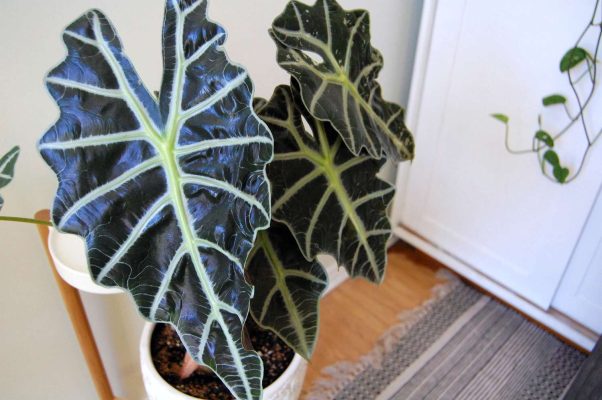 Đặc điểm, cách trồng vầ nhân giống Alocasia