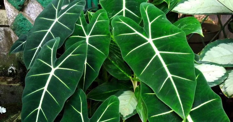 Đặc điểm, cách trồng vầ nhân giống Alocasia