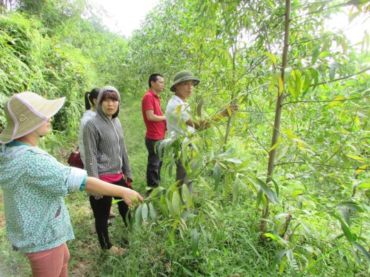 Nhận biết và cách trị bệnh đốm nâu lá bạch đàn