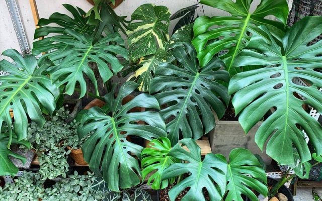 Đặc điểm cách trồng Monstera