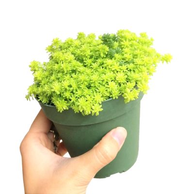 Đặc điểm và cách chăm sóc sen đá sedum