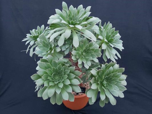 Đặc điểm và lợi ích của việc trồng Aeonium