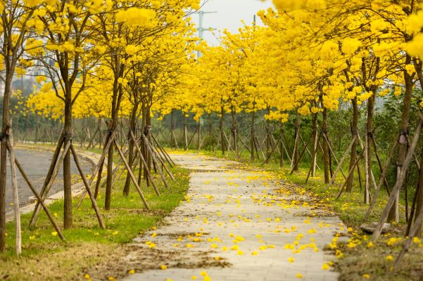 Đặc điểm sinh thái và ý nghĩa của cây phong linh