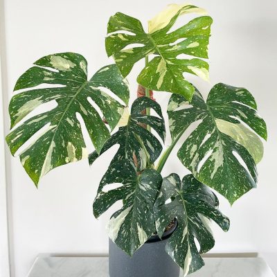 Đặc điểm và cách trồng cây monstera