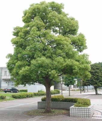 Công dụng và cách chăm sóc cây long não