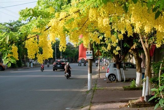 Đặc điểm và ý nghĩa của cây hoàng yến