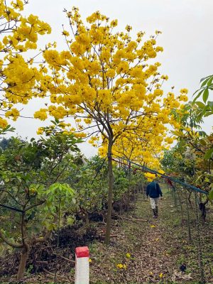 Đặc điểm và công dụng của cây phong linh