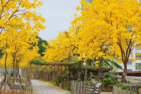 Đặc điểm và ý nghĩa của cây phong linh