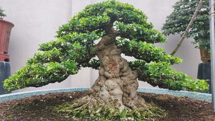 Đặc điểm và ý nghĩa cây cảnh bonsai