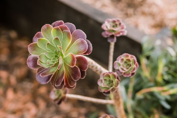 Đặc điểm và lợi ích của việc trồng Aeonium