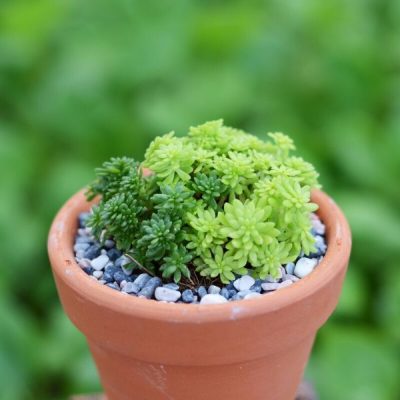 Tìm hiểu về loại cây sen đá Sedum