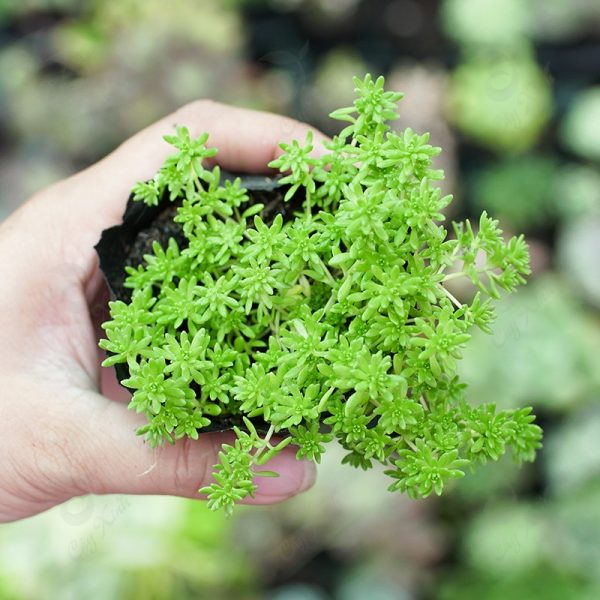 Cách chăm sóc cây sen đá Sedum