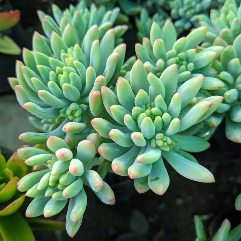 Sedum pachyphyllum