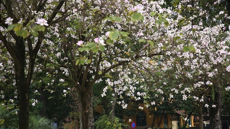 Cách chăm sóc hoa ban trắng