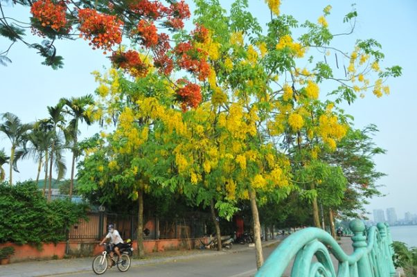 Đặc điểm và cách trồng muồng hoàng yến