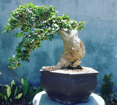 Đặc điểm và tác dụng của cây duối bonsai