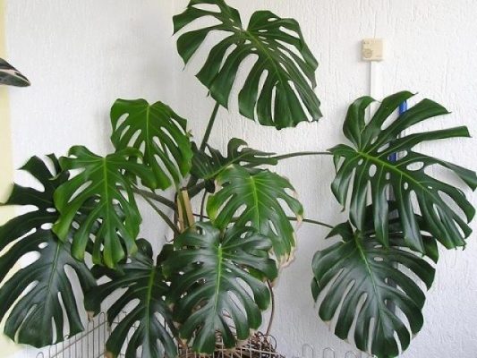 Đặc điểm và cách trồng của cây monstera deliciosa