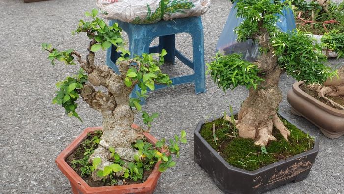 Đặc điểm và tác dụng của cây duối bonsai