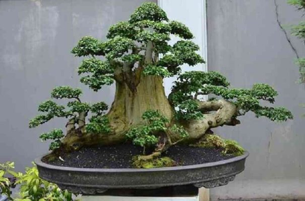 Đặc điểm và tác dụng của cây duối bonsai