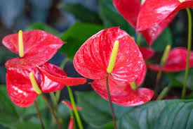 Đặc điểm và cách chăm sóc của anthurium