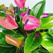 Đặc điểm và cách chăm sóc của anthurium