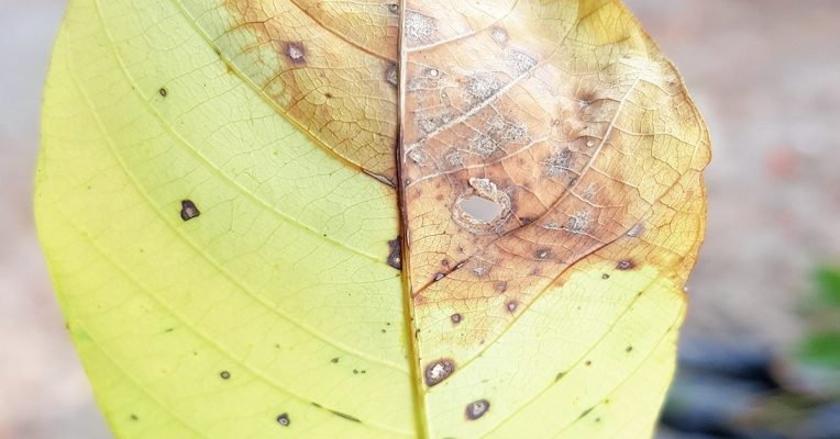 Nguyên nhân gây ra bệnh rụng lá đốm tròn trên cây cao su