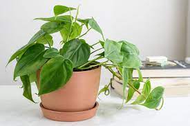 Đặc điểm và ý nghĩa của philodendron