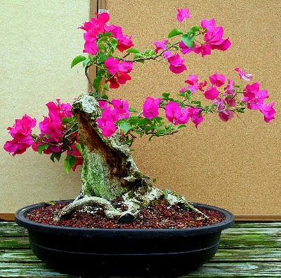 Đặc điểm và cách chăm sóc hoa giấy bonsai