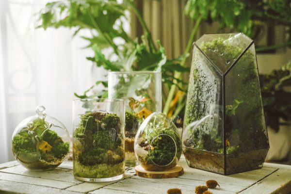 Đặc điểm và ý nghĩa của terrarium