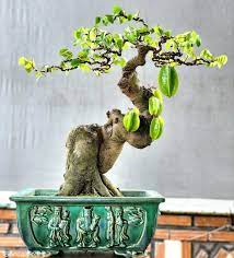 Đặc điểm và ý nghĩa của khế bonsai