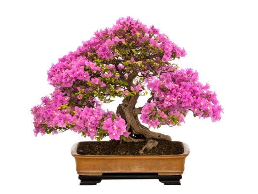 Đặc điểm và cách chăm sóc hoa giấy bonsai