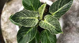 Đặc điểm và ý nghĩa của philodendron