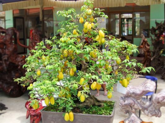 Đặc điểm và ý nghĩa của khế bonsai