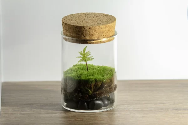 Ý nghĩa của việc trang trí terrarium