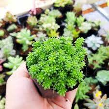 Đặc điểm và ý nghĩa của các loại sen đá sedum