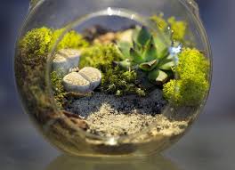 Ý nghĩa của việc trang trí terrarium