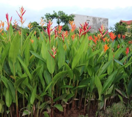 Đặc điểm sinh thái, ý nghĩa và cách chăm sóc hoa mỏ két