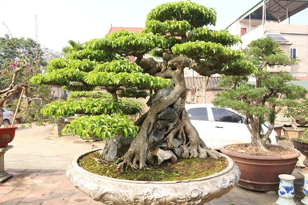 Đặc điểm và cách chăm sóc của cây xanh bonsai