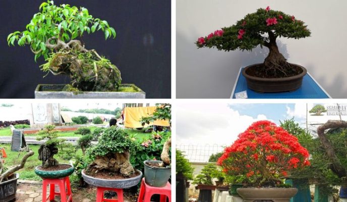 Đặc điểm và ý nghĩa của cây bonsai mini