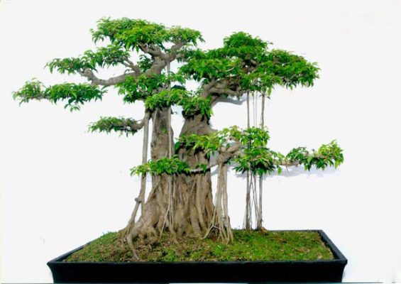 Đặc điểm và cách chăm sóc của cây xanh bonsai