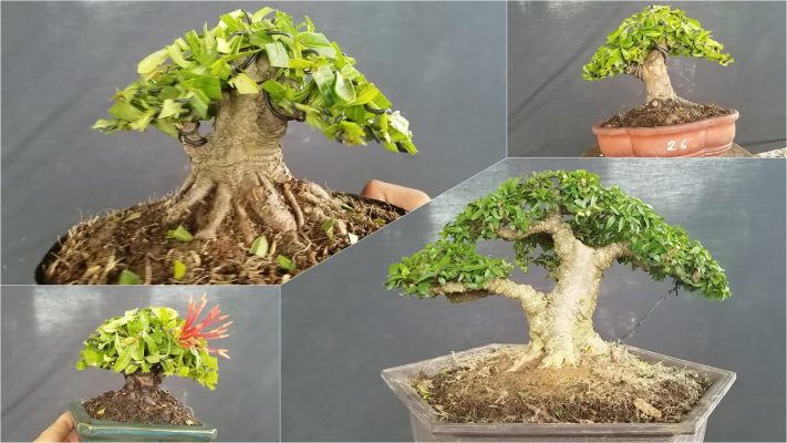 Đặc điểm và ý nghĩa của cây bonsai mini