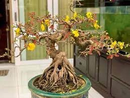 Đặc điểm, cách chăm sóc và ý nghĩa của mai bonsai