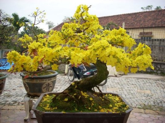 Đặc điểm, cách chăm sóc và ý nghĩa của mai bonsai