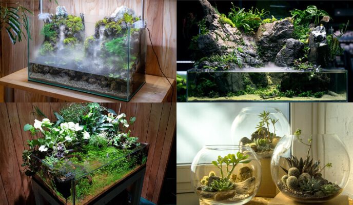 Đặc điểm và ý nghĩa của terrarium