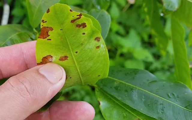 Nguyên nhân gây ra cây mai bị đốm lá