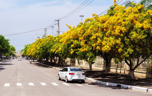 Đặc điểm,ý nghĩa và phân loại cây giáng hương