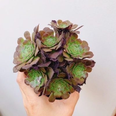 Đặc điểm và cách chăm sóc của sen đá aeonium