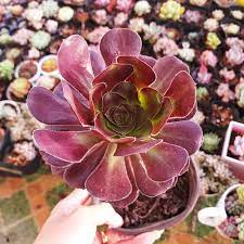 Đặc điểm và cách chăm sóc của sen đá aeonium