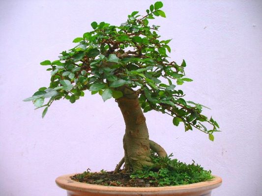 Đặc điểm và ý nghĩa của cây duối bonsai