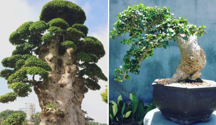 Đặc điểm và ý nghĩa của cây duối bonsai